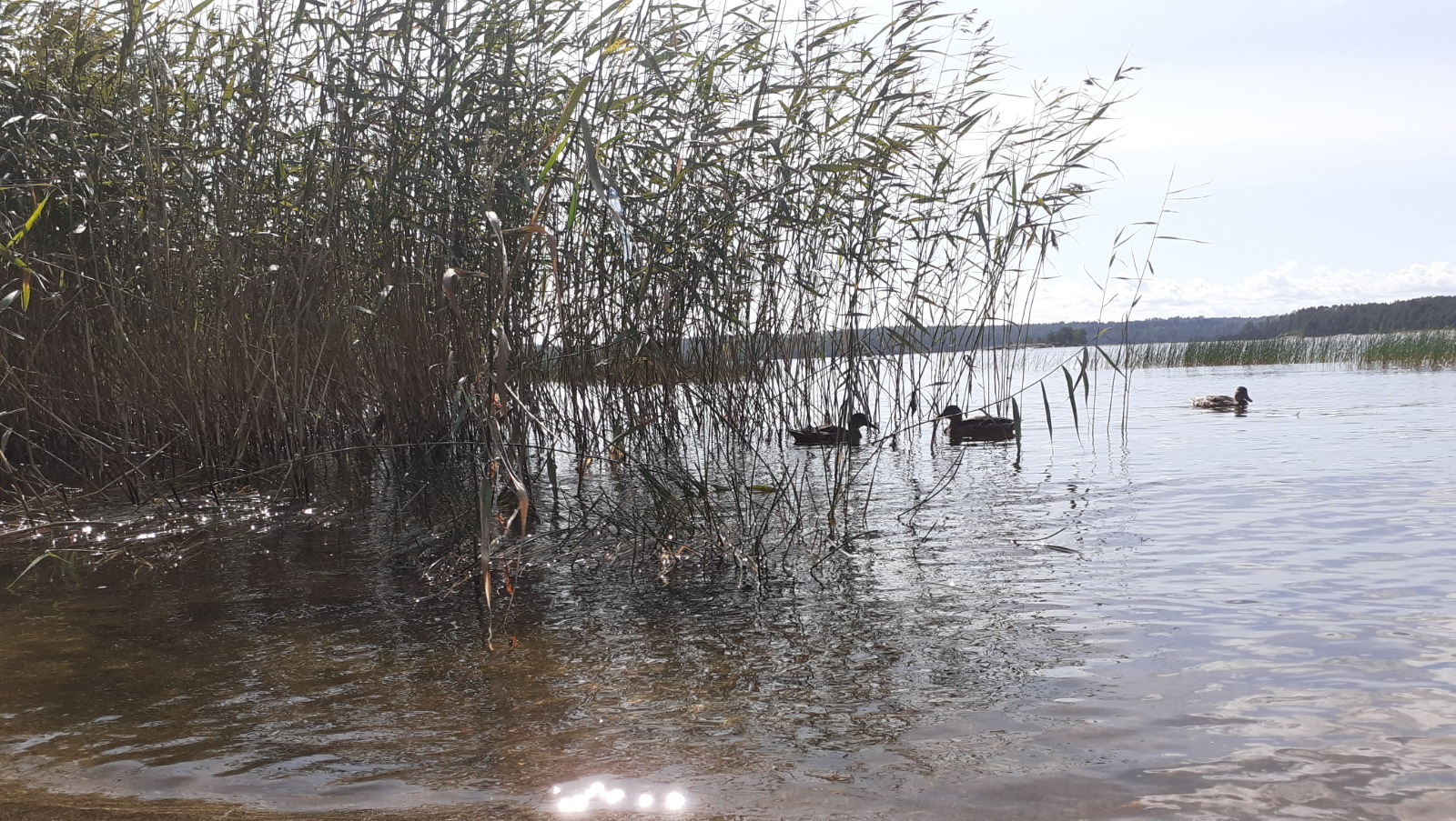 Владимира Шакиева.