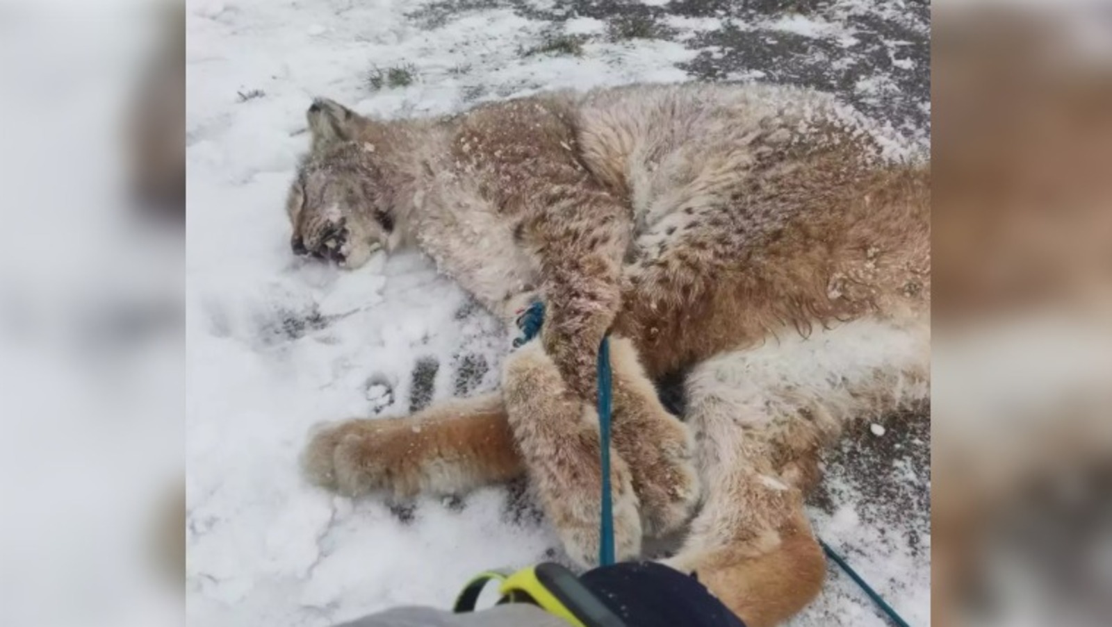 Дмитрий Стрельников. ЦРДЖ «Пин и Пуф».