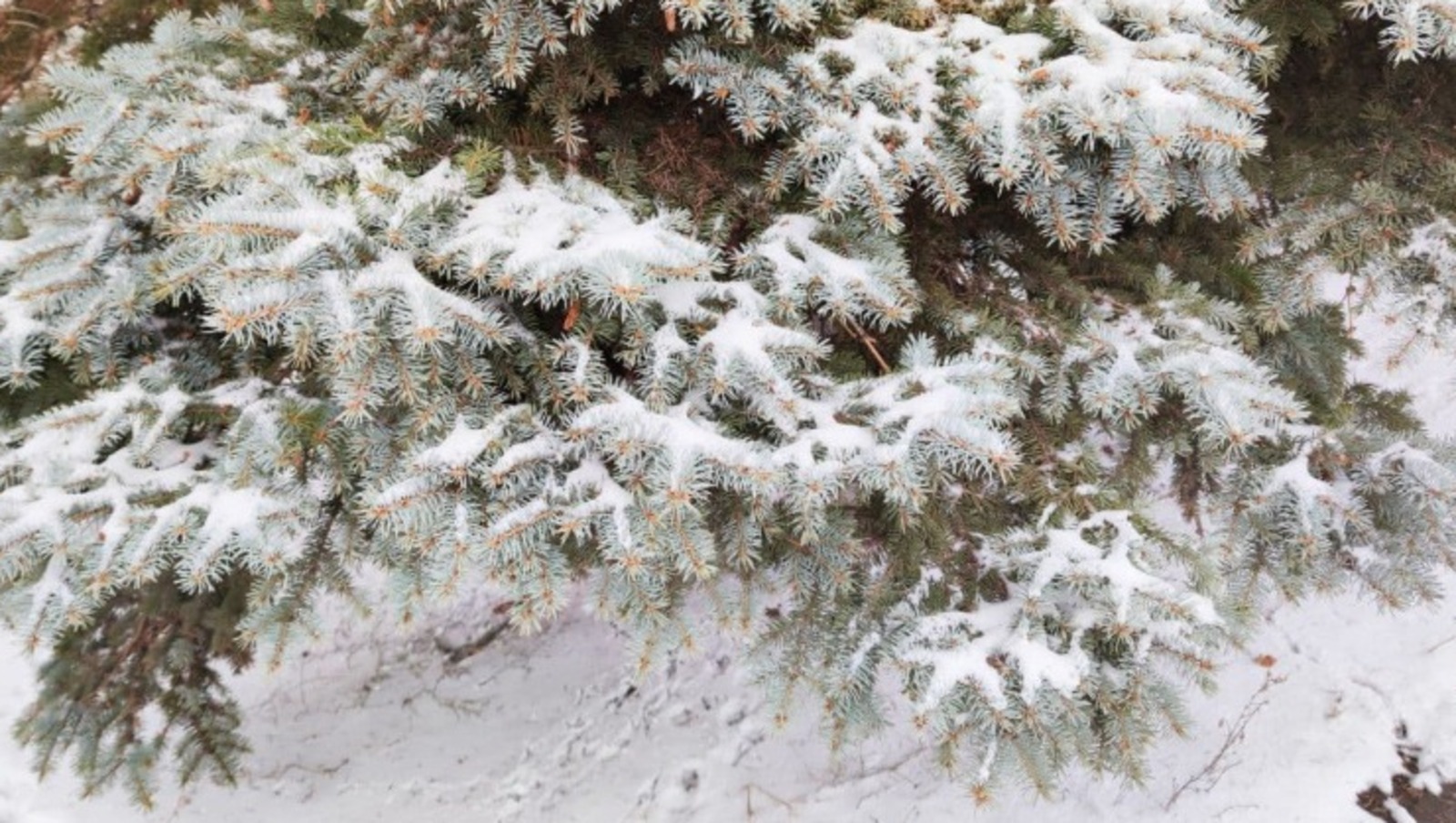 Дарьи Святохиной.