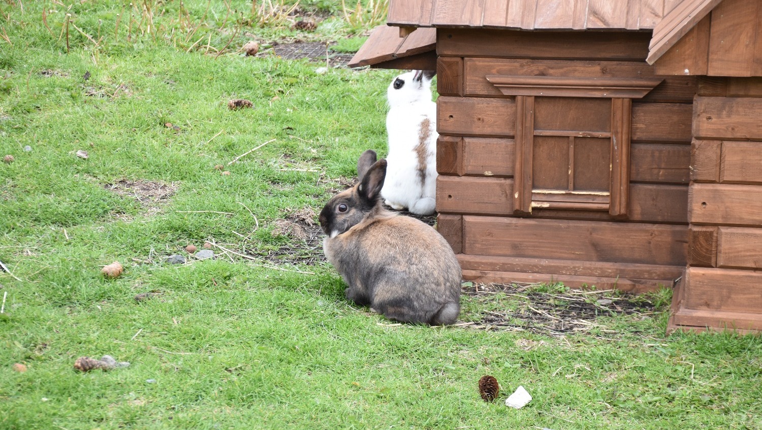 Елены Колоколовой. "Общественная электронная газета".