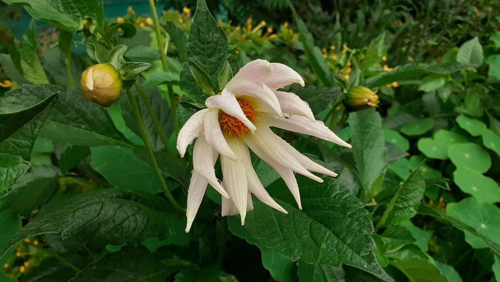 Владимира Шакиева.