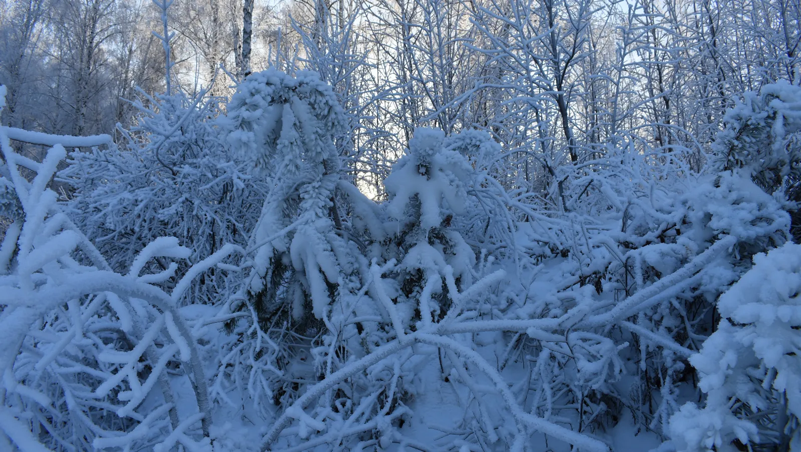 Елены Колоколовой.