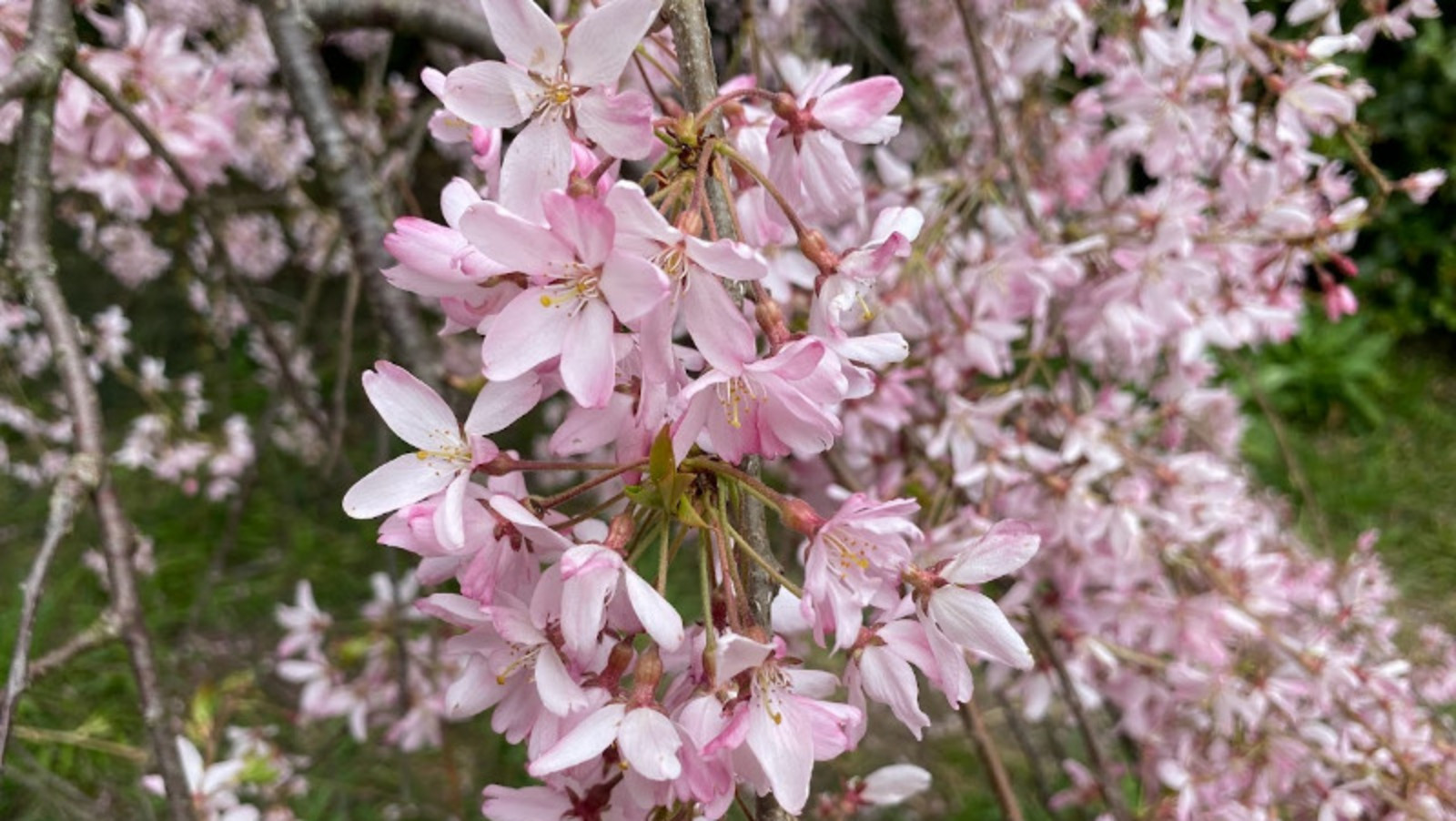 Елены Колоколовой.