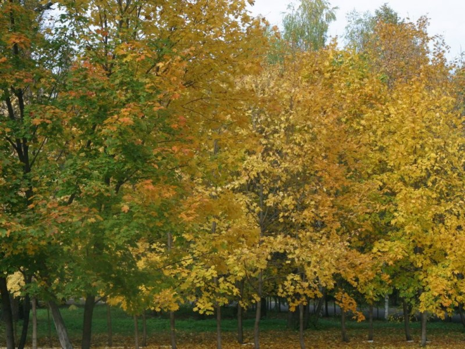 Фото Андрея Старостина.