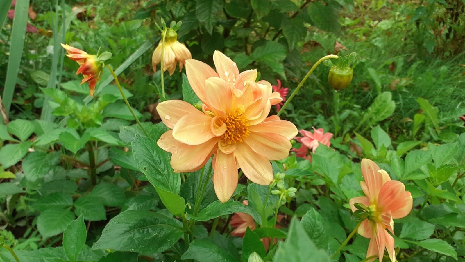 Владимира Шакиева.