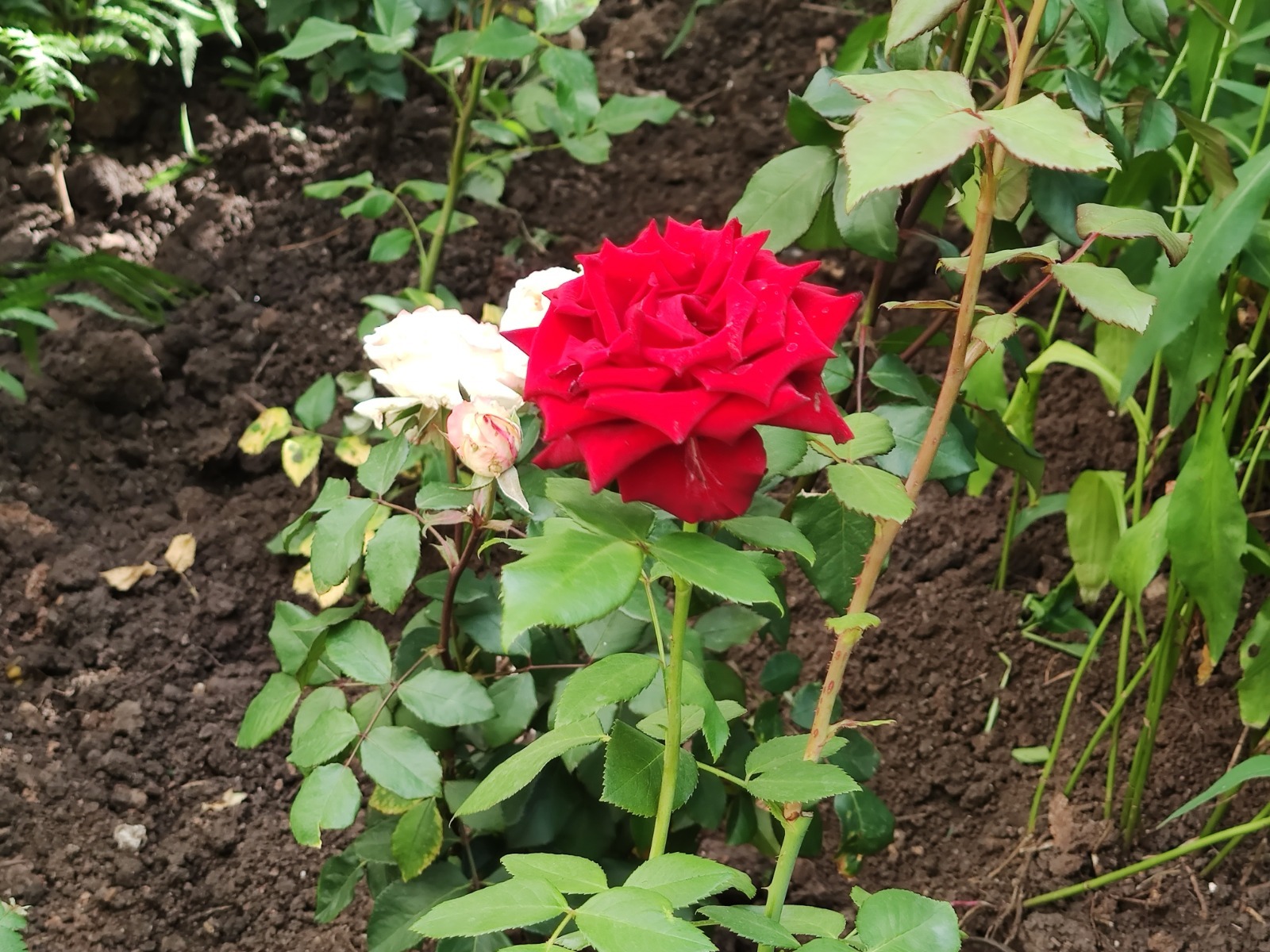 Дарьи Святохиной.