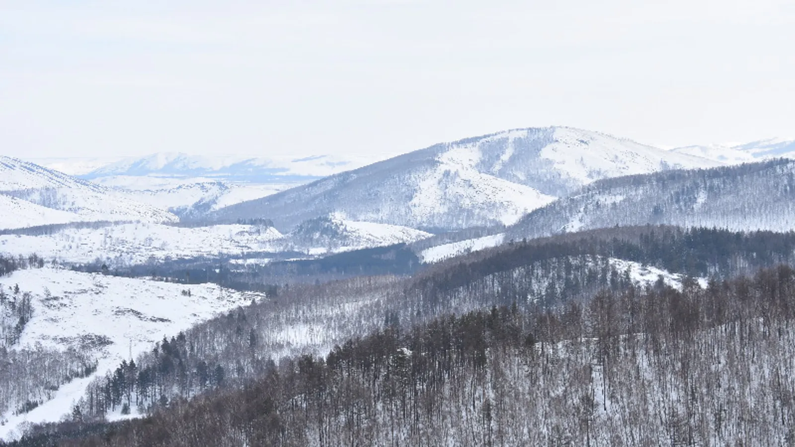 Елены Колоколовой.