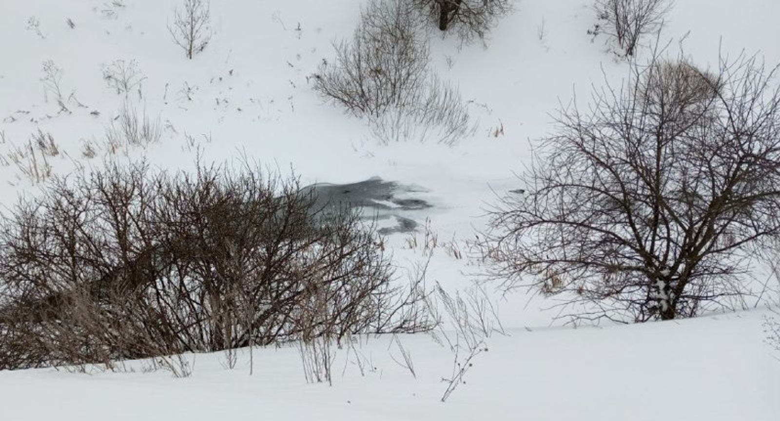 Евгении Сюткиной. «Общественная электронная газета».