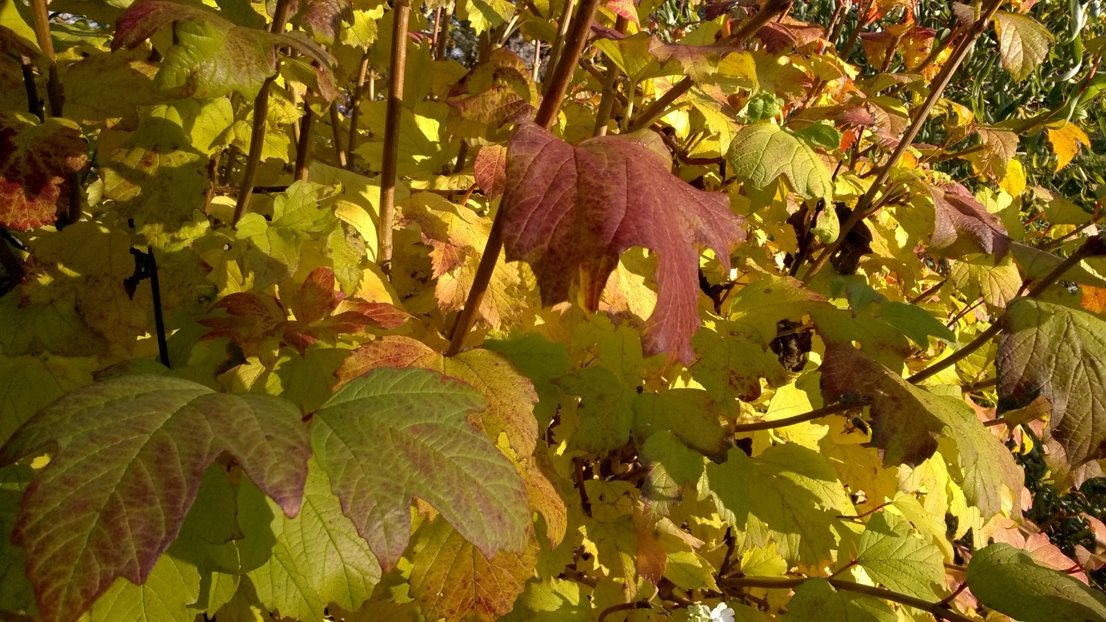 Дарьи Святохиной. "Общественная электронная газета".