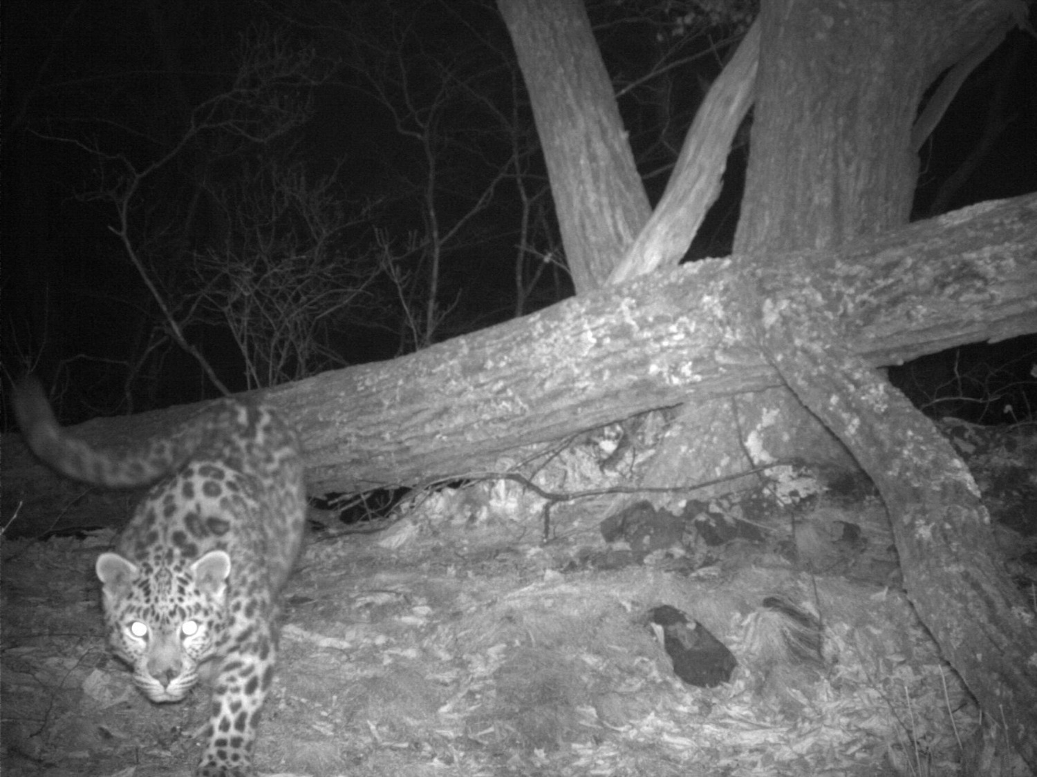 "Земли леопарда" фото предоставлены пресс-службой "Земли леопарда"