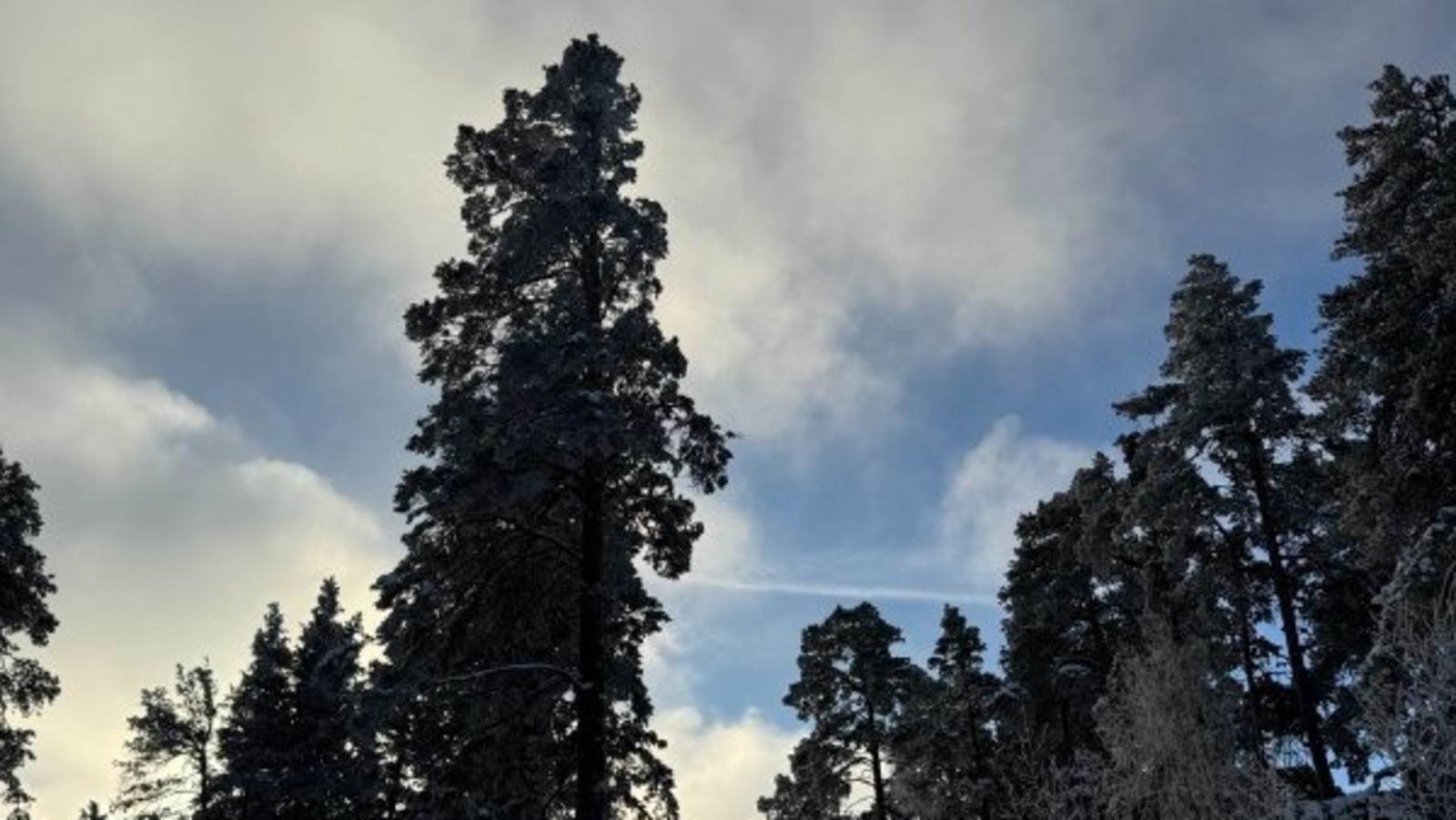 Елены Колоколовой.  «Общественная электронная газета».