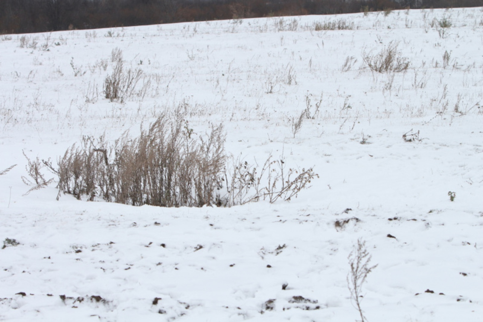 Фото Альмира Сибагатуллина.