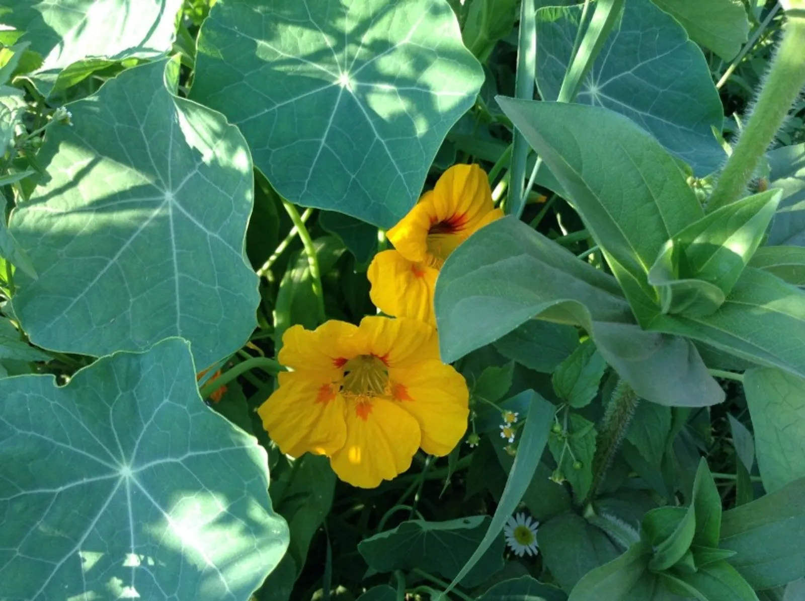 Васили Саитовой.