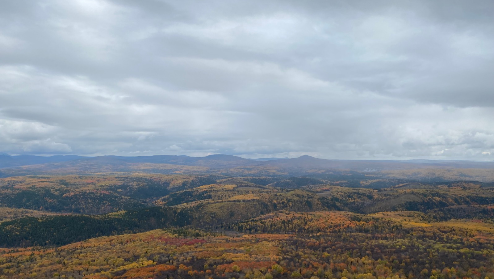 Елены Колоколовой.