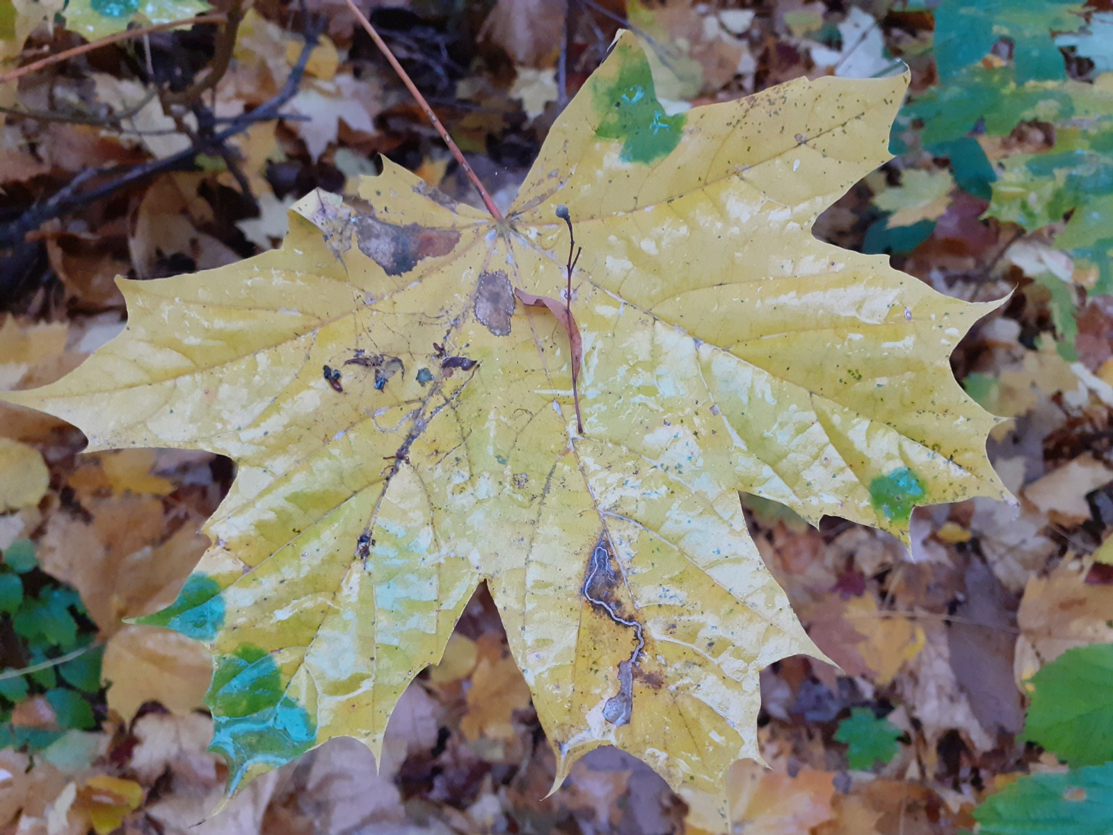 Владимира Шакиева.