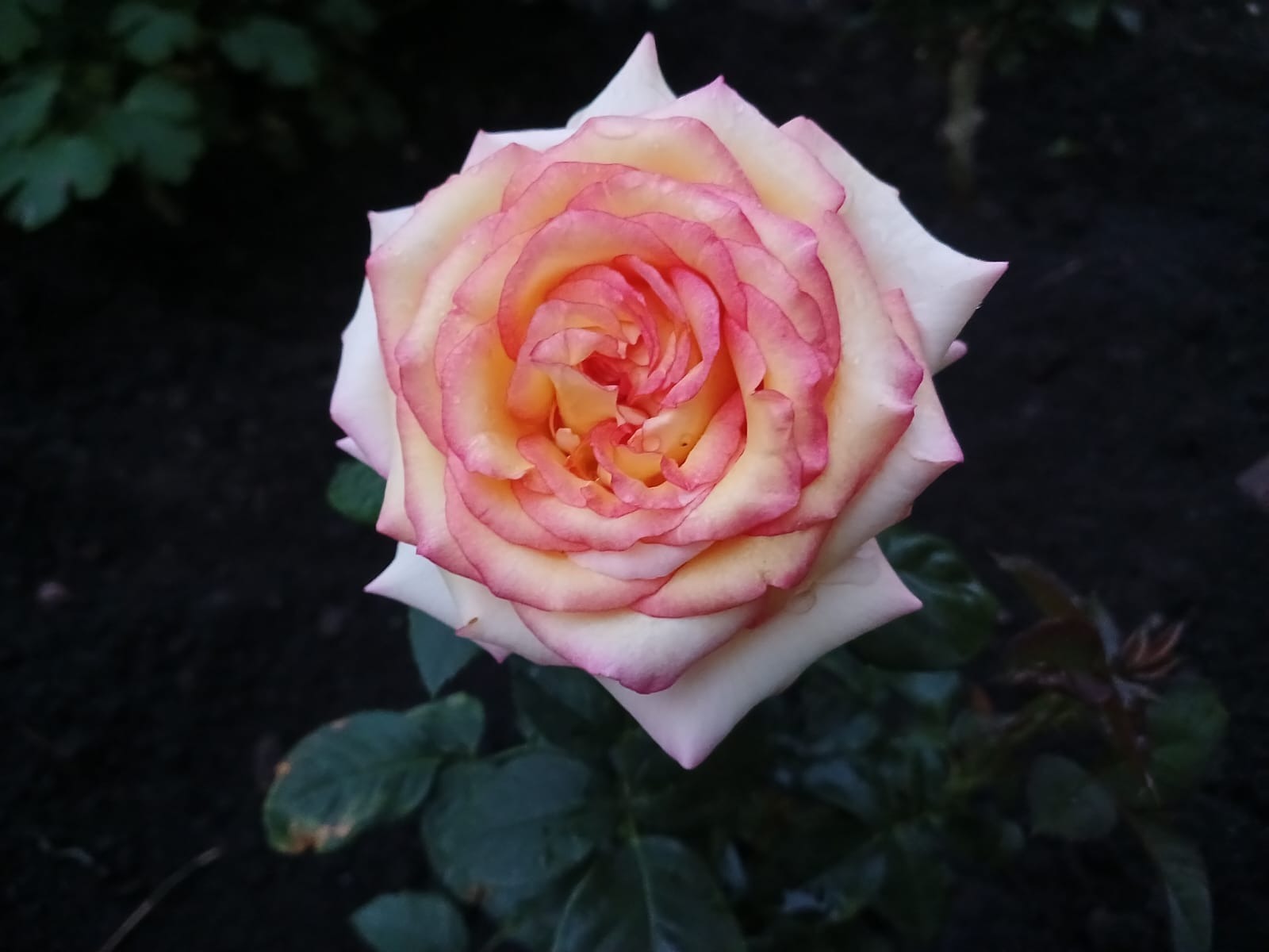 Васили Саитовой.