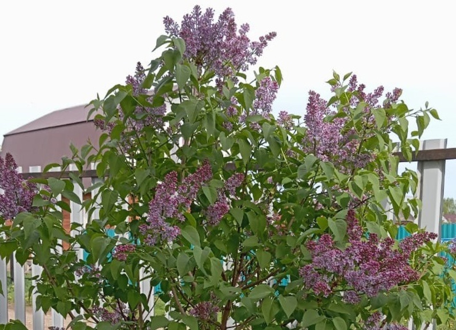 Раиля Латыпова.